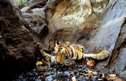 Picture 7 of Classic animal photos