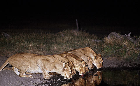 Picture 8 of Classic animal photos