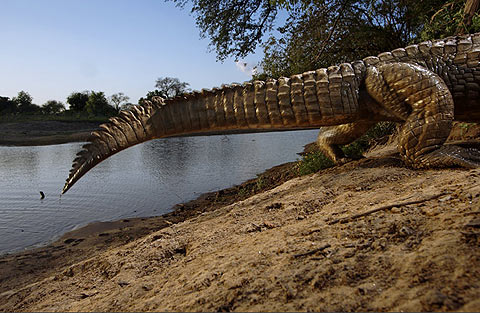 Picture 9 of Classic animal photos
