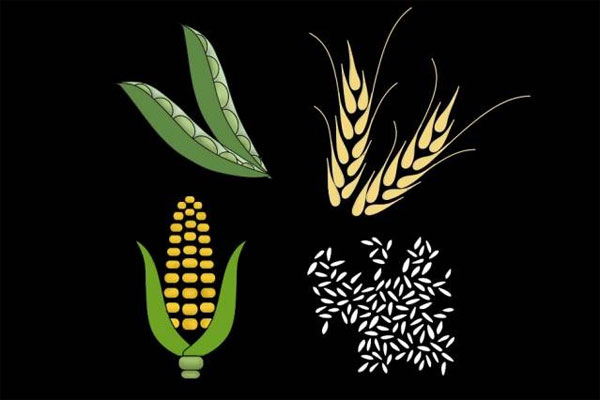 Picture 1 of Climate change affects food supply