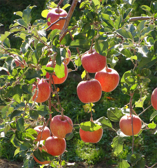 Picture 1 of Climate change affects fruit quality