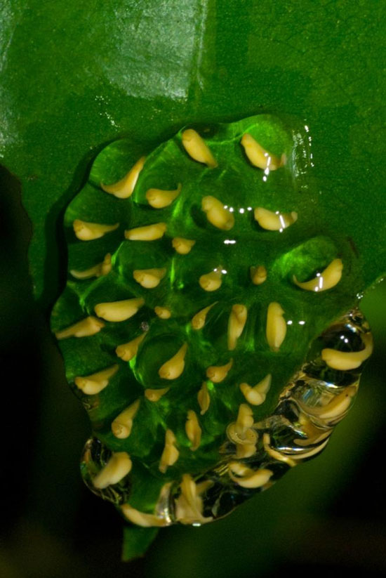 Picture 1 of Climate change can affect frog evolution