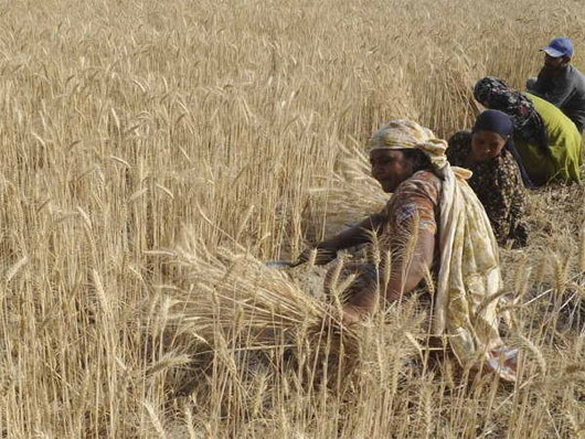 Picture 1 of Climate change causes cereals to fall 2% every decade