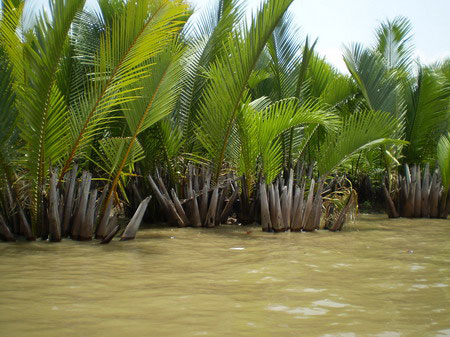 Picture 1 of Climate change devastates Ca Mau Cape