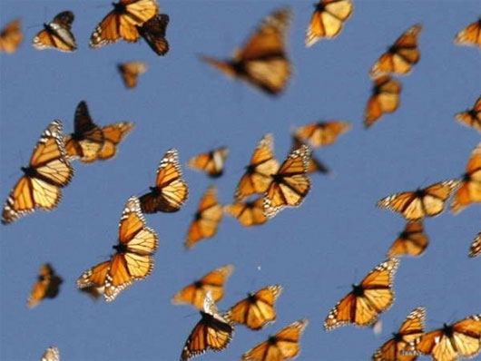 Picture 1 of Climate change disrupts the flight season of butterflies