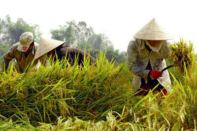 Picture 3 of Climate change: Great challenge, great effort with Vietnam