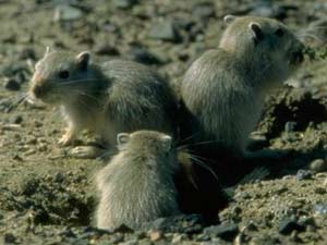 Picture 2 of Climate change increases plague