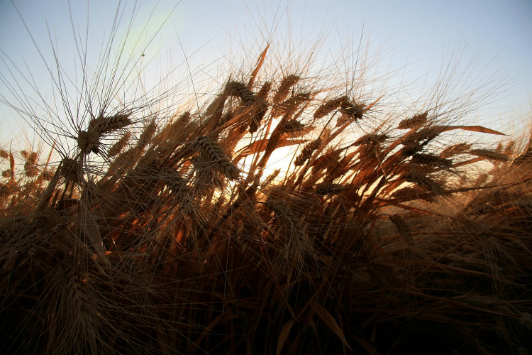 Picture 1 of Climate change increases toxins in food