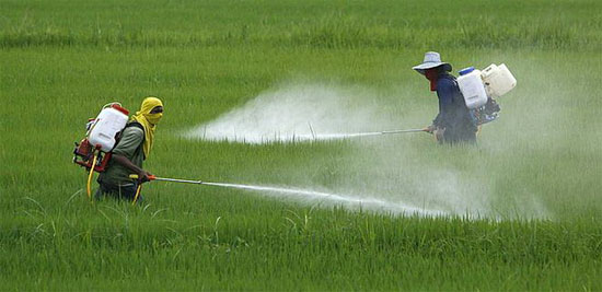 Picture 1 of Climate change, insects destroy more crops