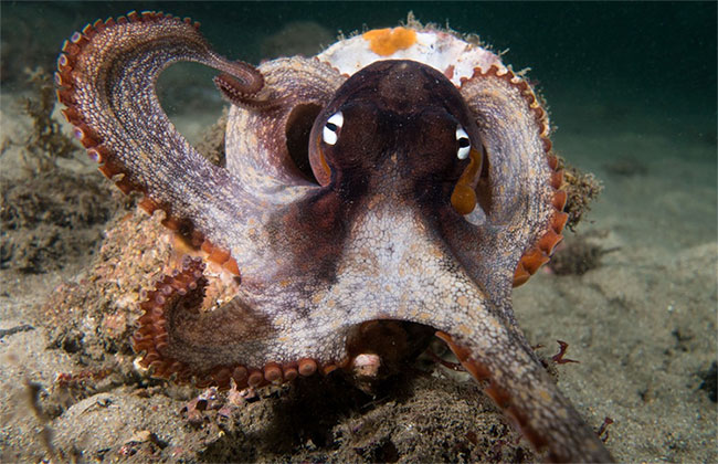 Picture 3 of Climate change is a global concern but for this animal is happiness
