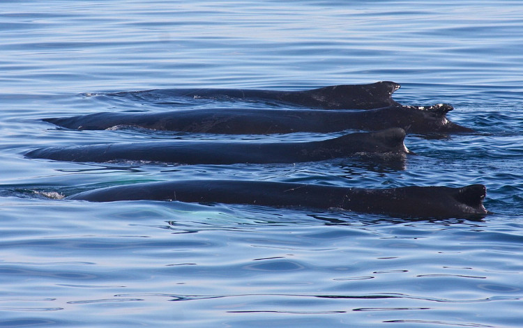 Picture 3 of Climate change, the number of whales falls seriously