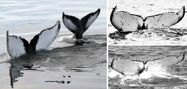Picture 4 of Climate change, the number of whales falls seriously