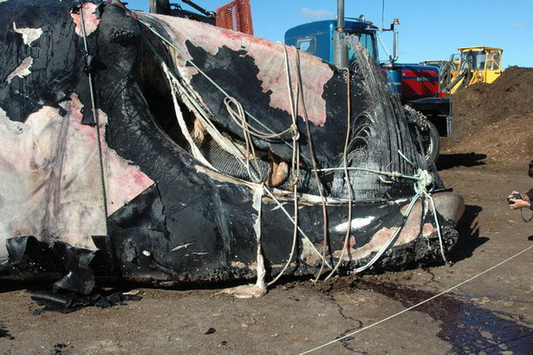 Picture 5 of Climate change, the number of whales falls seriously