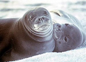 Picture 1 of Climate change warms up the seal 'love'