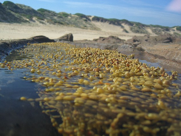 Picture 2 of Climate change will cause marine fish to die massively
