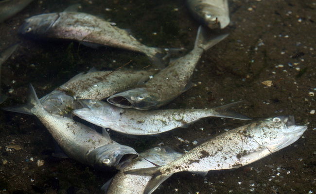 Picture 3 of Climate change will cause marine fish to die massively