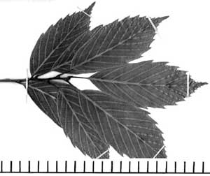 Picture 1 of Climate tree - Thanh Cuong (Quercus glauca)