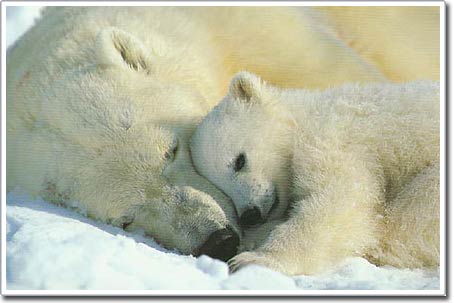 Picture 2 of Climate warming threatens polar bears