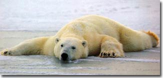 Picture 3 of Climate warming threatens polar bears