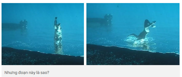Picture 2 of Clip on brain damage: Why do young people walking on the sea floor suddenly jump into the sea?