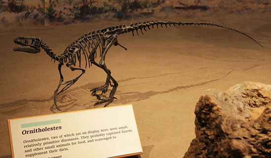 Picture 2 of Clip: Walking with dinosaurs