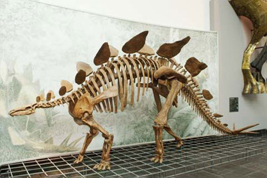 Picture 3 of Clip: Walking with dinosaurs