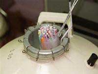 Picture 1 of Cloning germ cells from the ovaries of rabbits and human cells