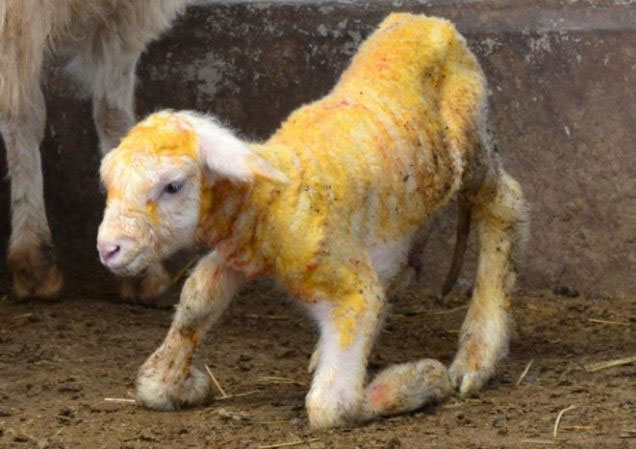 Picture 1 of Cloning sheep clones carries the genes of worms