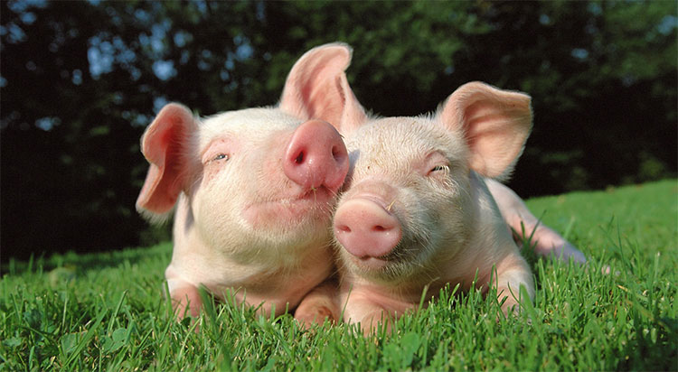 Picture 1 of Close relatives of humans survived after ... pig heart transplant