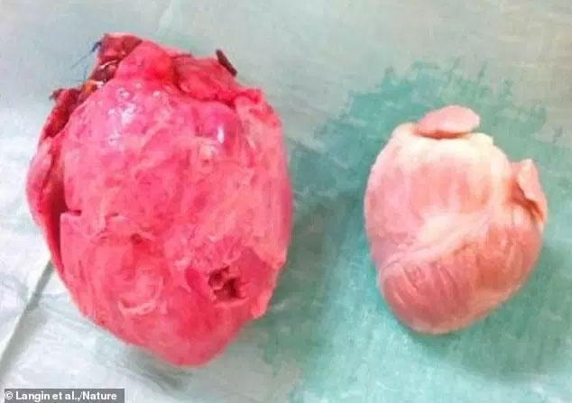 Picture 2 of Close relatives of humans survived after ... pig heart transplant