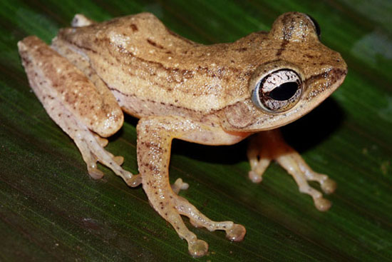 Picture 10 of Close up of 10 newly discovered frog species in India
