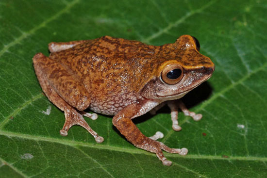 Picture 4 of Close up of 10 newly discovered frog species in India