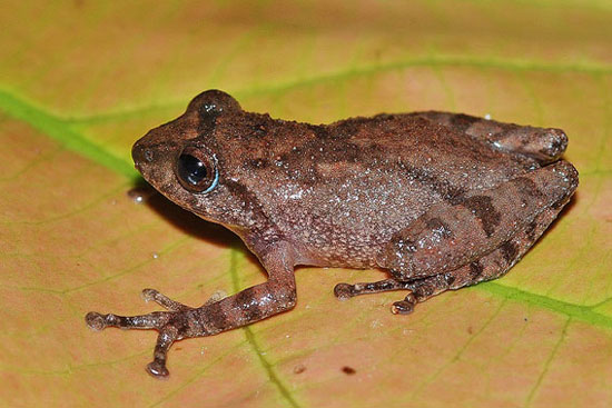 Picture 5 of Close up of 10 newly discovered frog species in India
