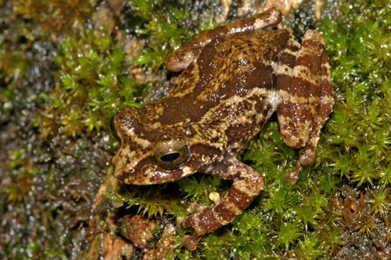 Picture 7 of Close up of 10 newly discovered frog species in India