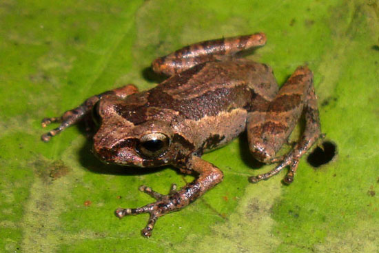 Picture 8 of Close up of 10 newly discovered frog species in India
