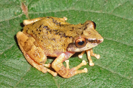 Picture 9 of Close up of 10 newly discovered frog species in India
