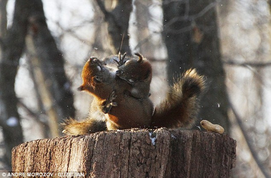 Picture 6 of Close up of 2 red squirrels fighting for peanuts