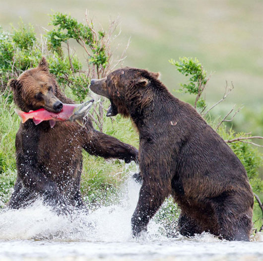 Picture 8 of Close up of a grizzly bear fighting horribly