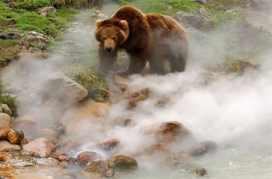 Picture 1 of Close up of a Russian bear playing with 'fire springs' 250 degrees C