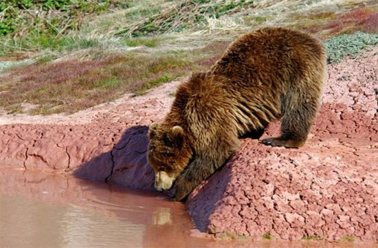 Picture 2 of Close up of a Russian bear playing with 'fire springs' 250 degrees C