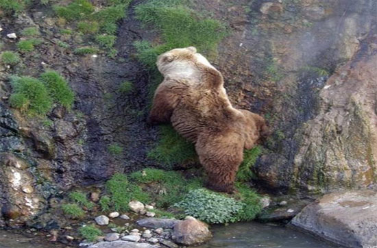 Picture 3 of Close up of a Russian bear playing with 'fire springs' 250 degrees C