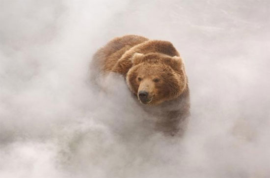 Picture 4 of Close up of a Russian bear playing with 'fire springs' 250 degrees C