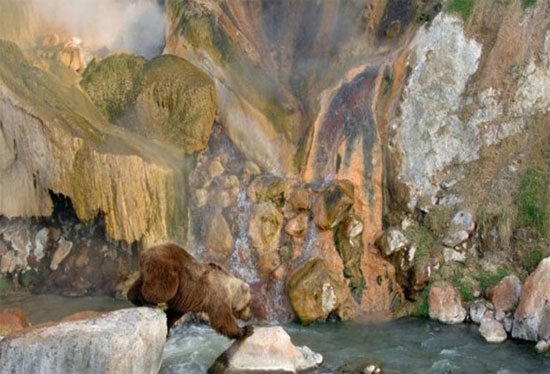 Picture 5 of Close up of a Russian bear playing with 'fire springs' 250 degrees C
