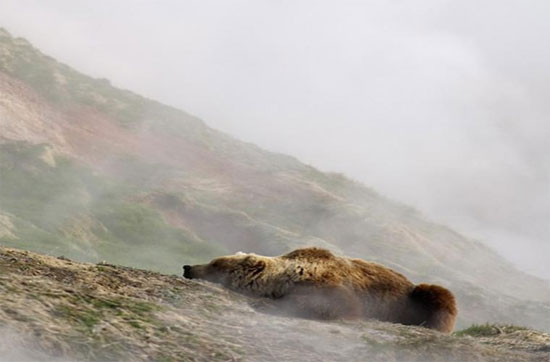 Picture 8 of Close up of a Russian bear playing with 'fire springs' 250 degrees C