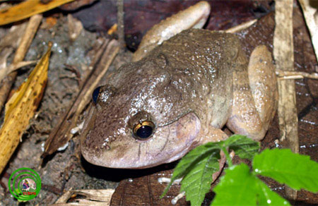 Picture 5 of Close up of ancient frogs only in Vietnam