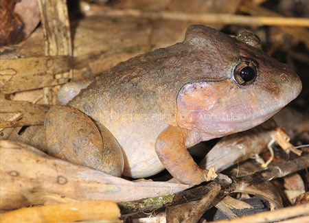 Picture 6 of Close up of ancient frogs only in Vietnam
