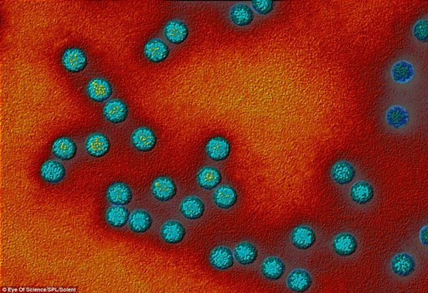 Picture 8 of Close up of beautiful deadly bacteria surprised