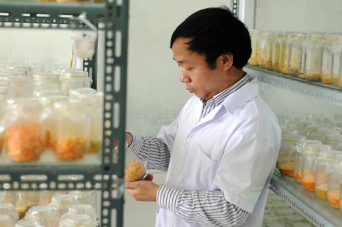 Picture 1 of Close up of cordyceps 7 million VND / kg of Vietnam