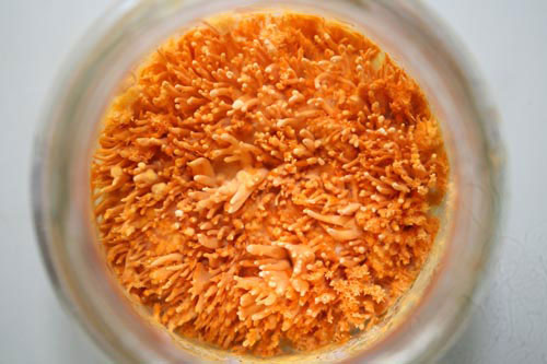 Picture 10 of Close up of cordyceps 7 million VND / kg of Vietnam