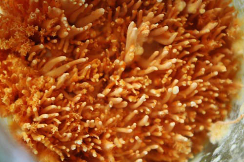 Picture 11 of Close up of cordyceps 7 million VND / kg of Vietnam